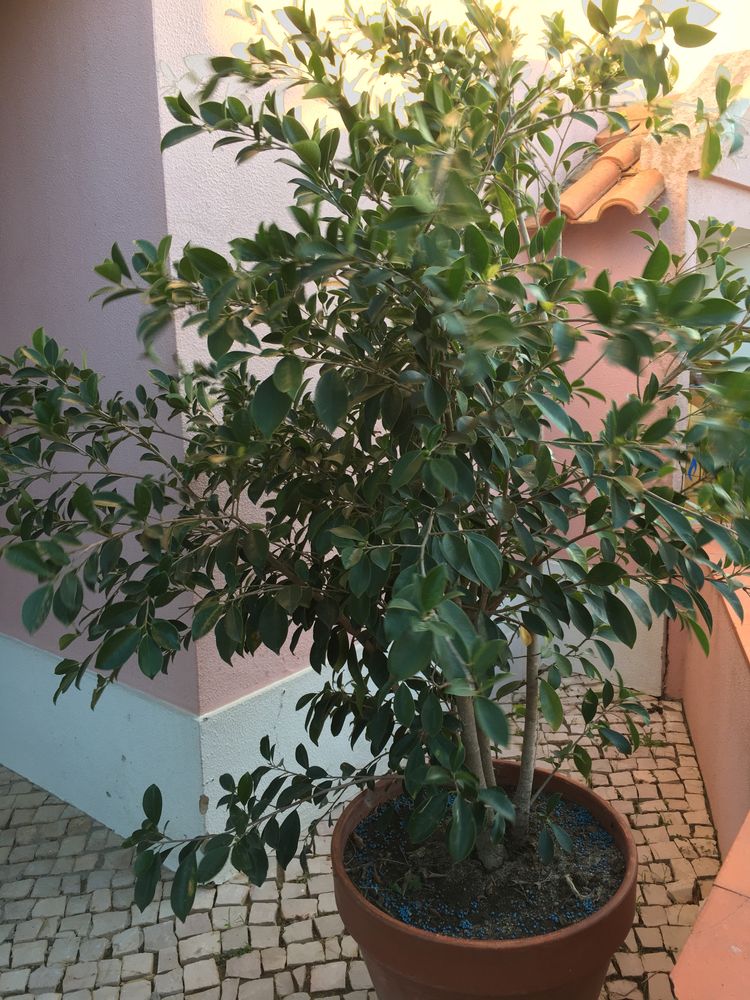 Ficus Ginseng -planta *** NOVO PRECO****