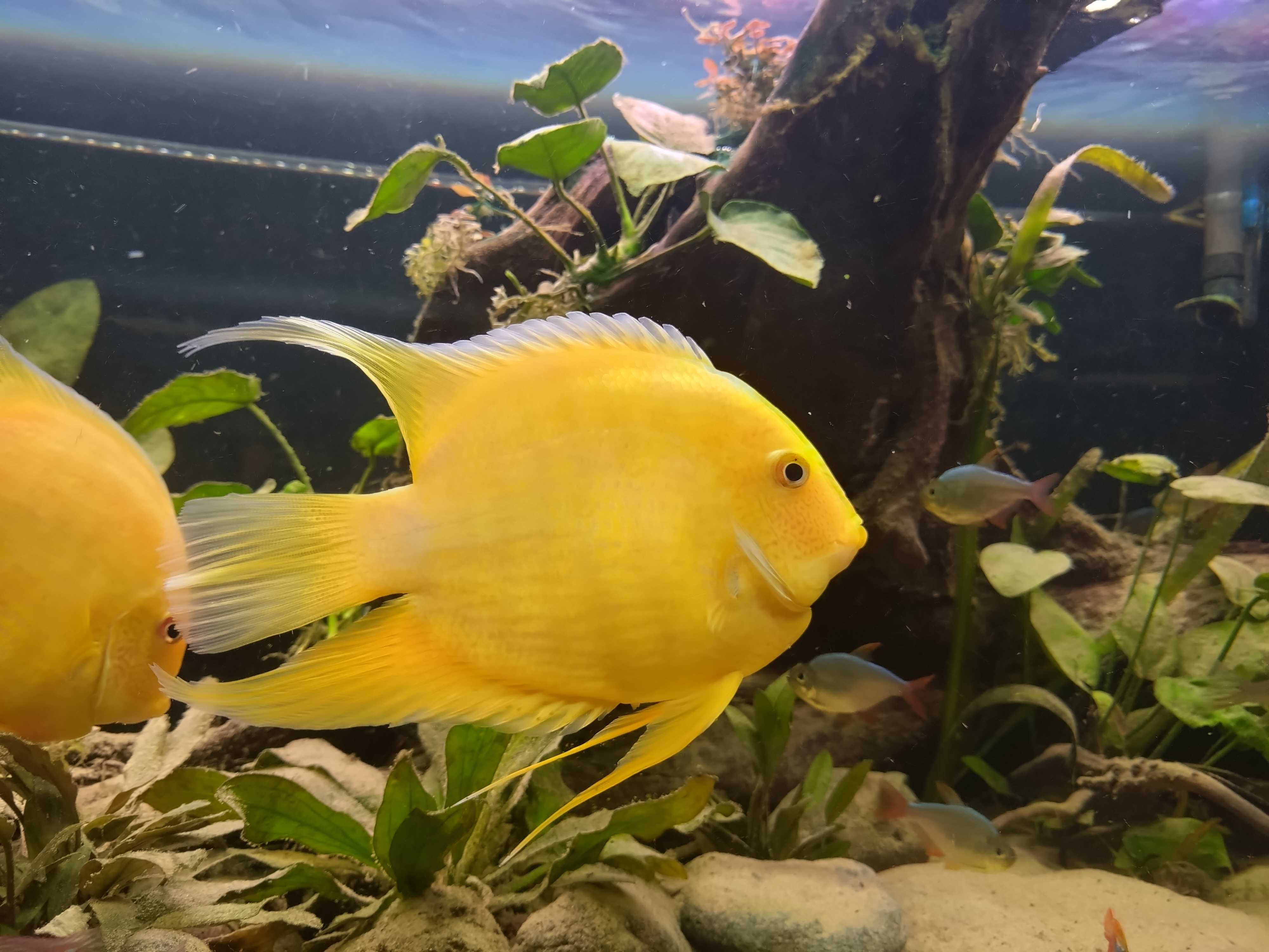 Pielęgnica severum gold - Dorosłe