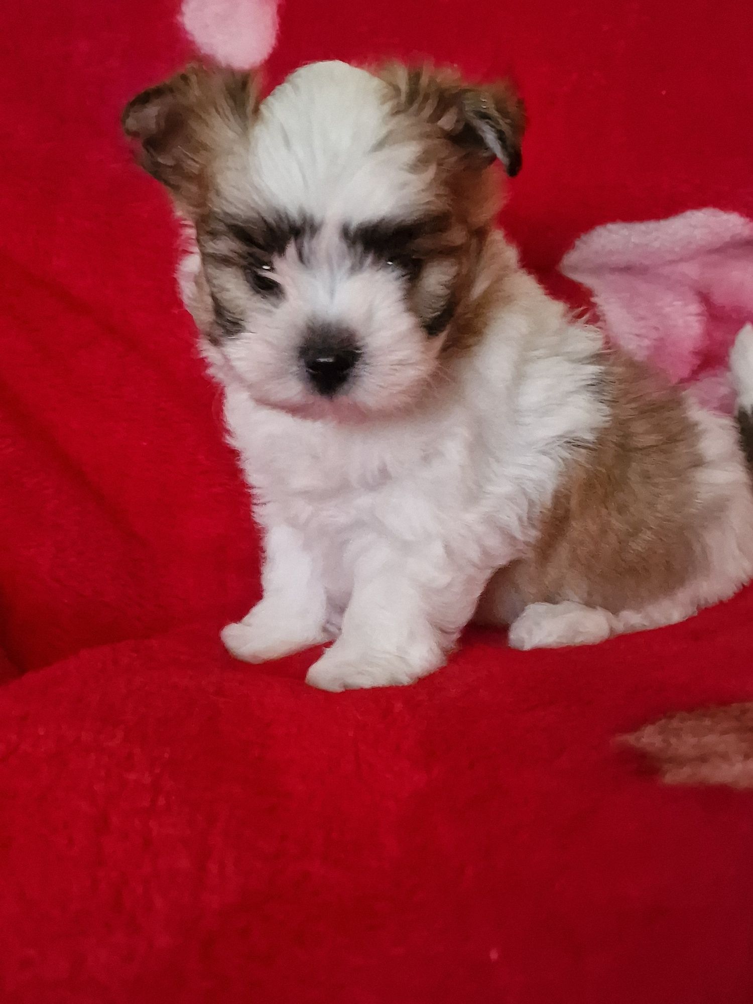 Yorkshire Terrier/York white ocean pearl,samczyk,przepiękny