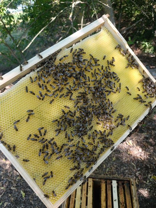 Суш, рамки для вулика