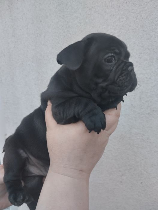 Французькі булочки