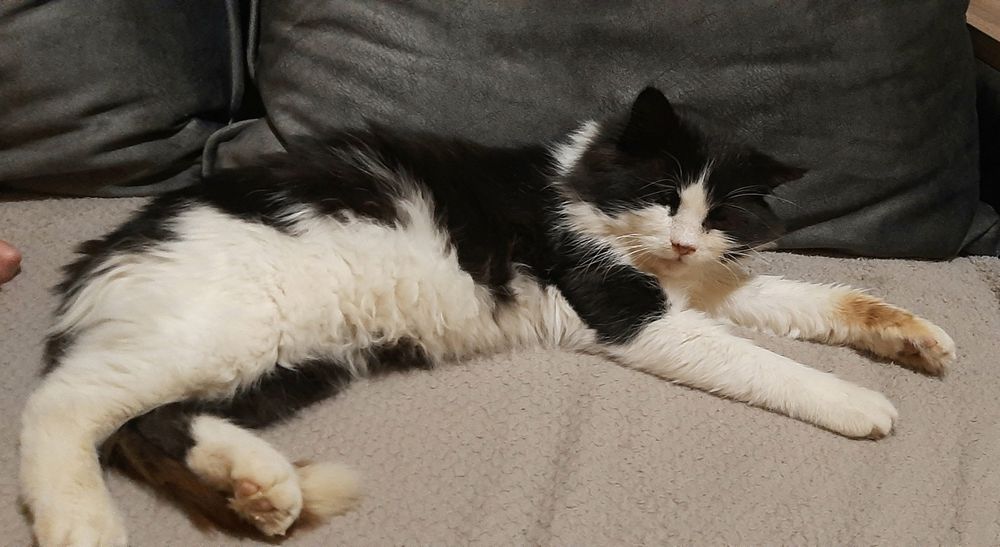 Найден кот в парке Шевченка