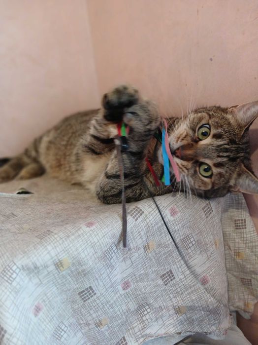 Полосатый шикарный кот Нафаня, 3-4 года