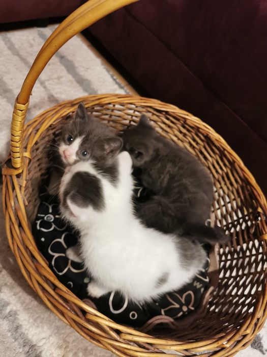 Urocze kociaki do adopcji – 2 niebieskie i 1 biały