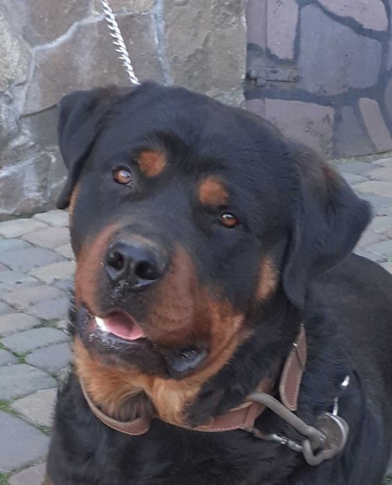 Професійне Дресирування Собак !!!