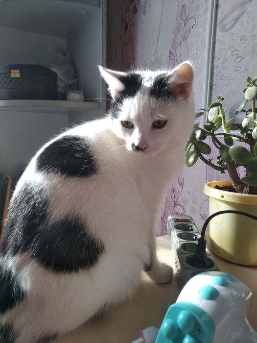 Кішка. Кіт. Кошенята. Котики