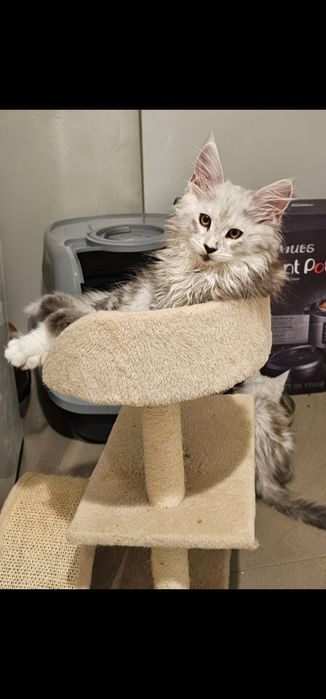 Śliczny duży kocurek Dexter  Maine Coon ns z linii shaded as 22