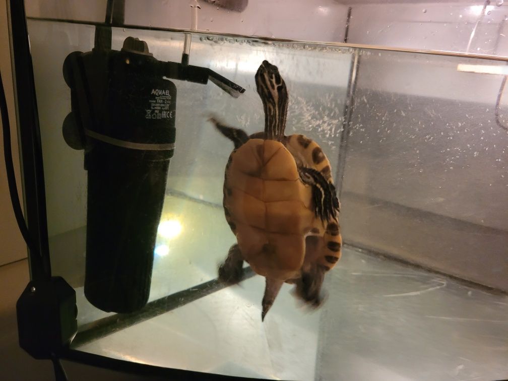 Żółw z akwarium i osprzętem