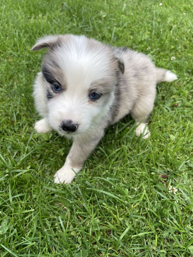 Sunia Border Collie blue merle