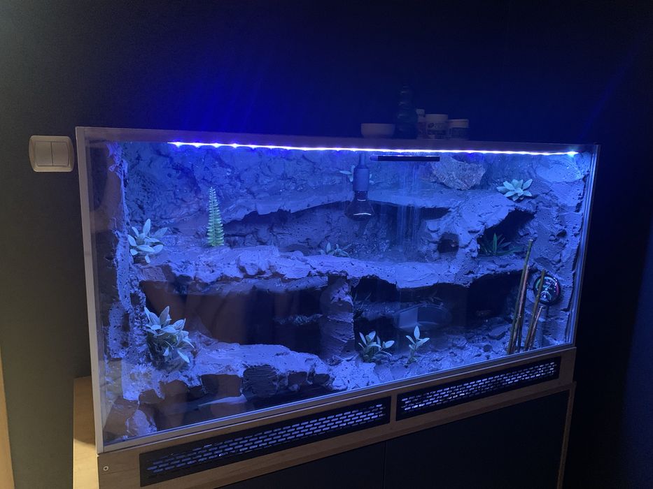 Terrarium 120x60x60!! + gekon lamparci!! Wyposażone!!