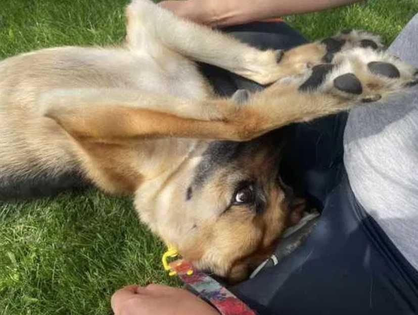 Cudowna psinka bez oczka uratowana z Ukrainy szuka domku
