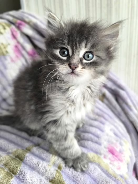 Кошеня хлопчик мейн-кун