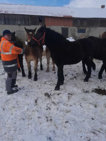 Sprzedam konie ogierki i zrubki