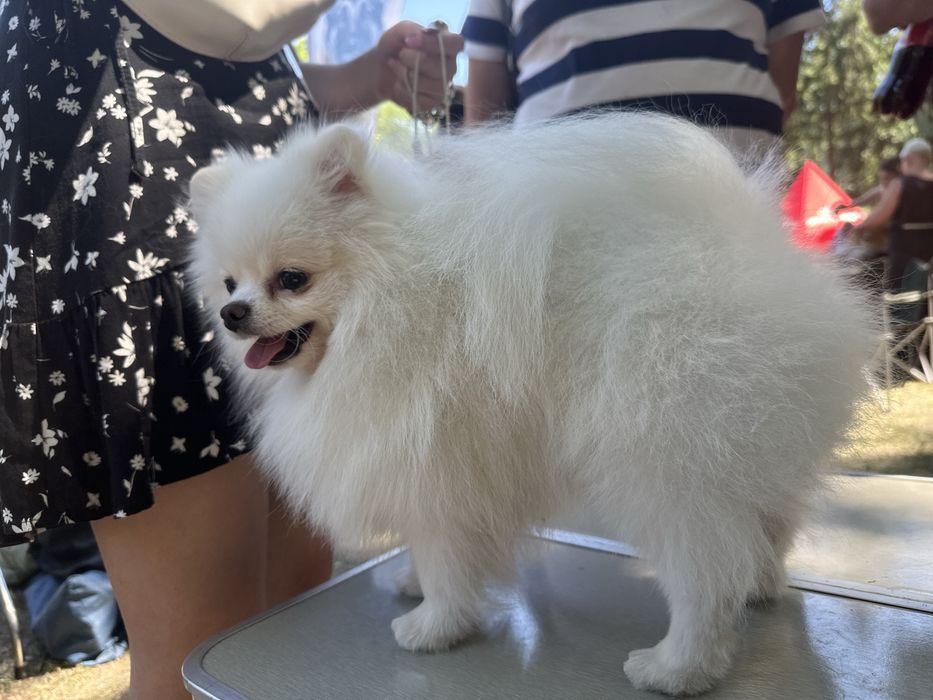 (Ксу)Померанський шпіц вязка