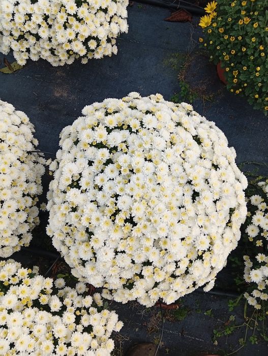 Chryzantemy-Kopki -Złocenie