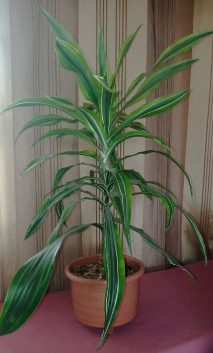 Драцена лайм пёстрая, фикус Бенджамина