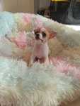 Chihuahua chłopczyk Jackson