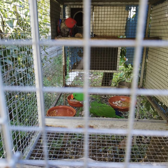 Casal de papagaios Ecletus