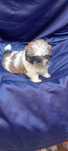 Shih-tzu szczenie piesek