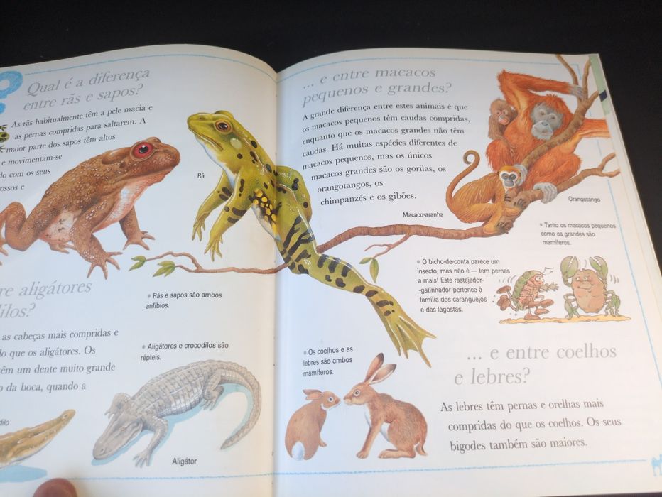 Porque Será Que os Camelos têm bossas