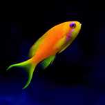 Pseudanthias squamipinnis . Ryba . Akwarium morskie .