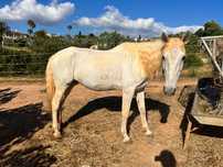 Cavalo very kind mare