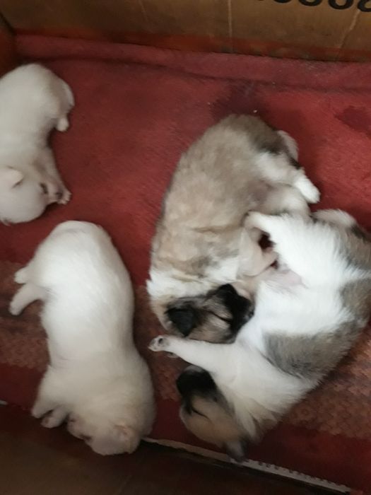 Шпиц мальчик 1 год