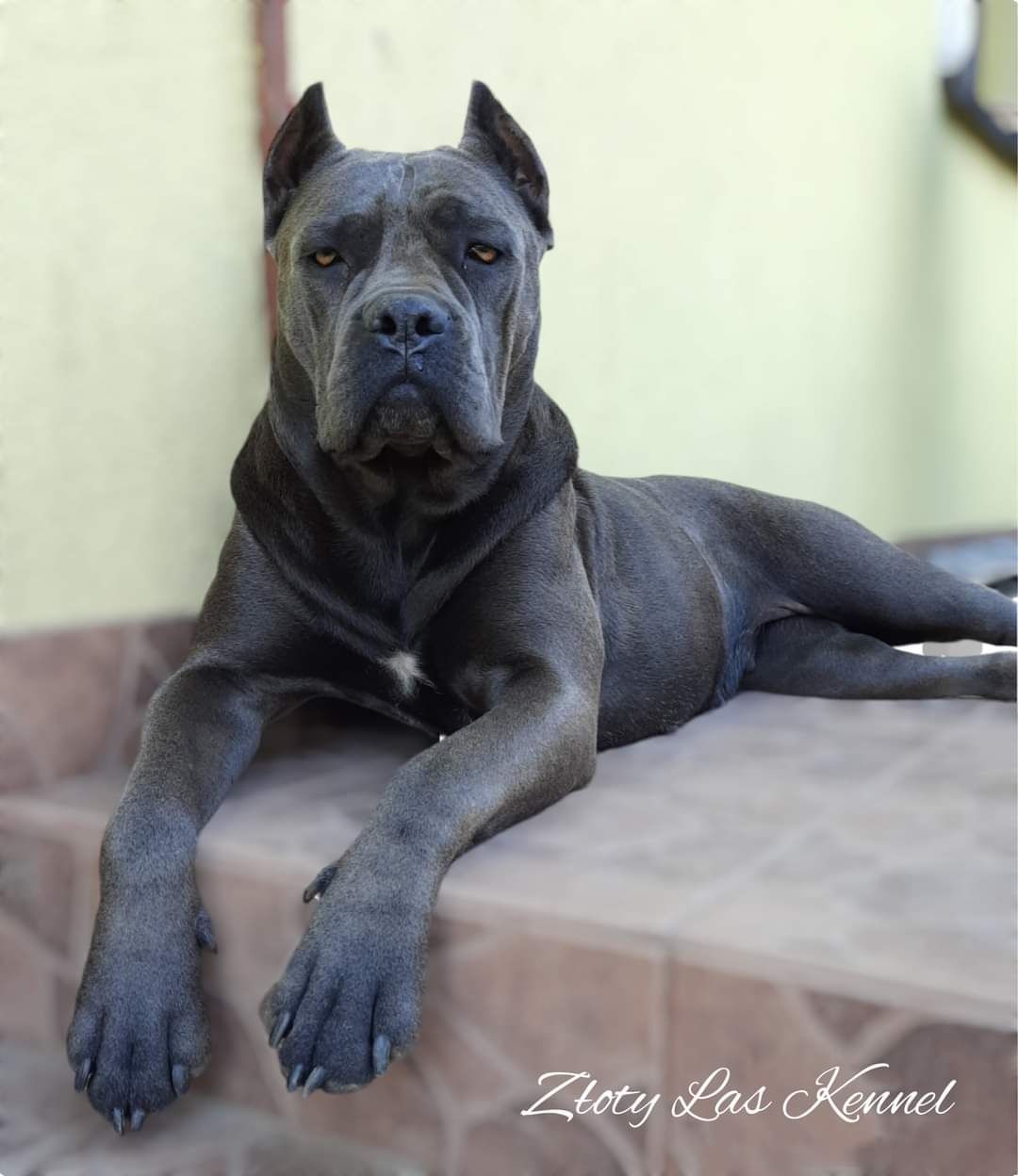 Cane Corso psy obronne