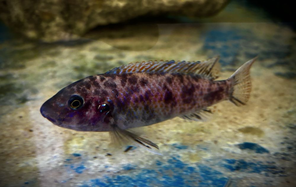 Labeotropheus simoneae Katale F1 3-4 cm , pyszczaki Malawian