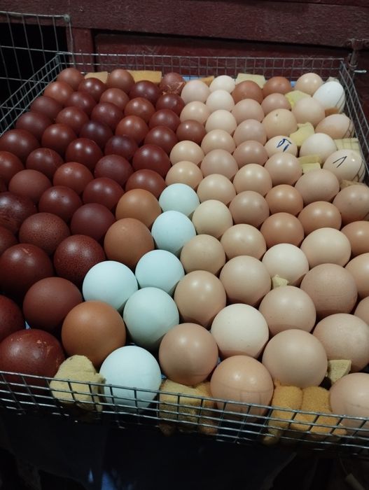 Інкубаційне яйце Білефельдора