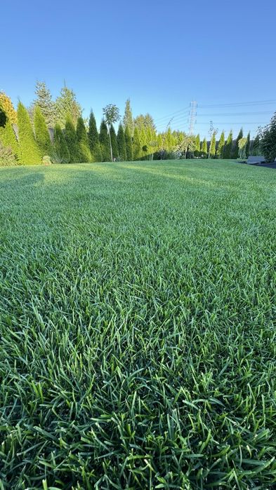 Producent Trawa z rolki POZNAŃ