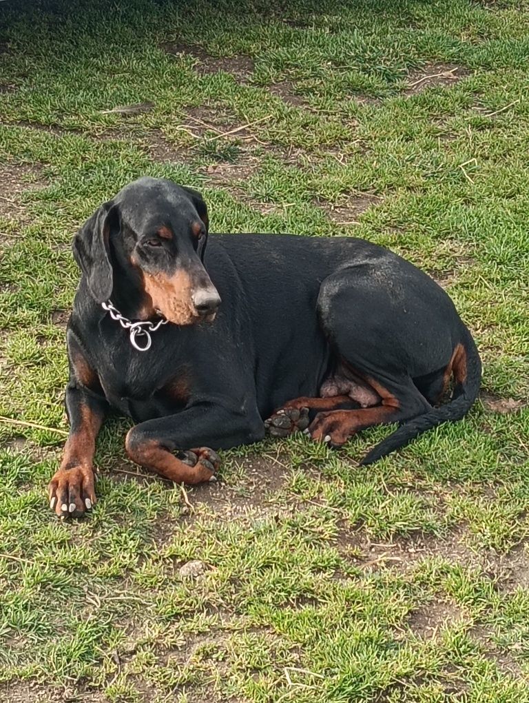 Dobermann   fêmea