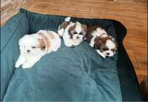 Shih-Tzu z rodowodem