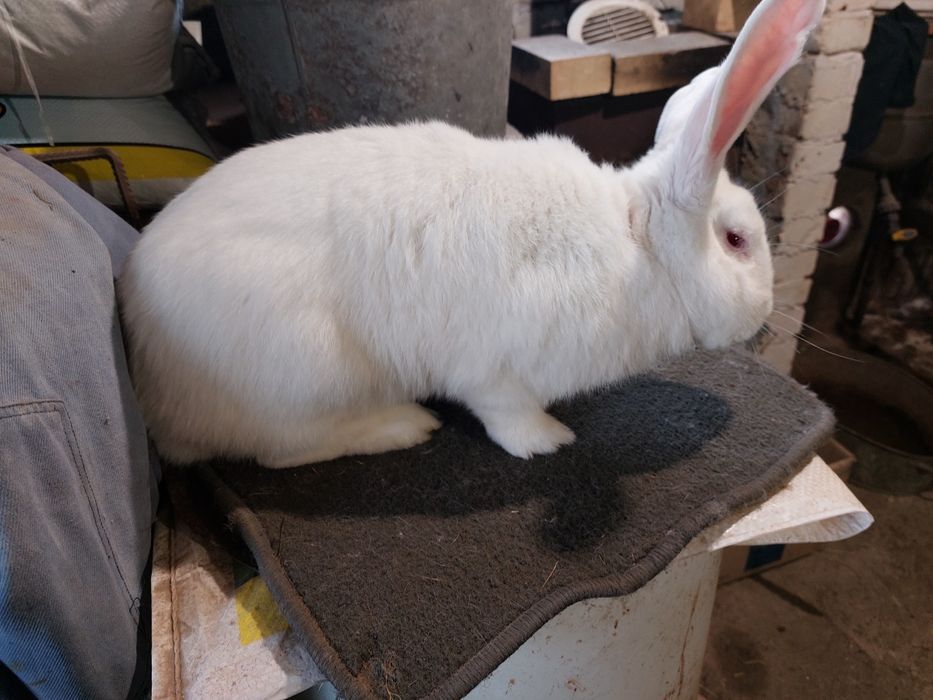 Кролі на племя та м'ясо.Чотири лінії різних порід. Термон,б/в