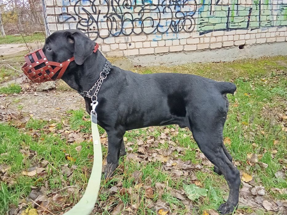 Продам хлопчика Кане-Корсо