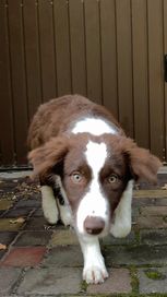 Border collie młody