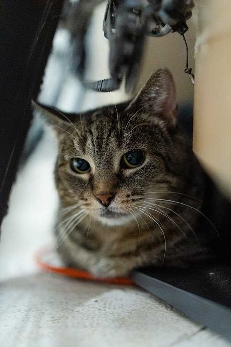 Safira szuka domu! Fundacja "Stawiamy na Łapy"