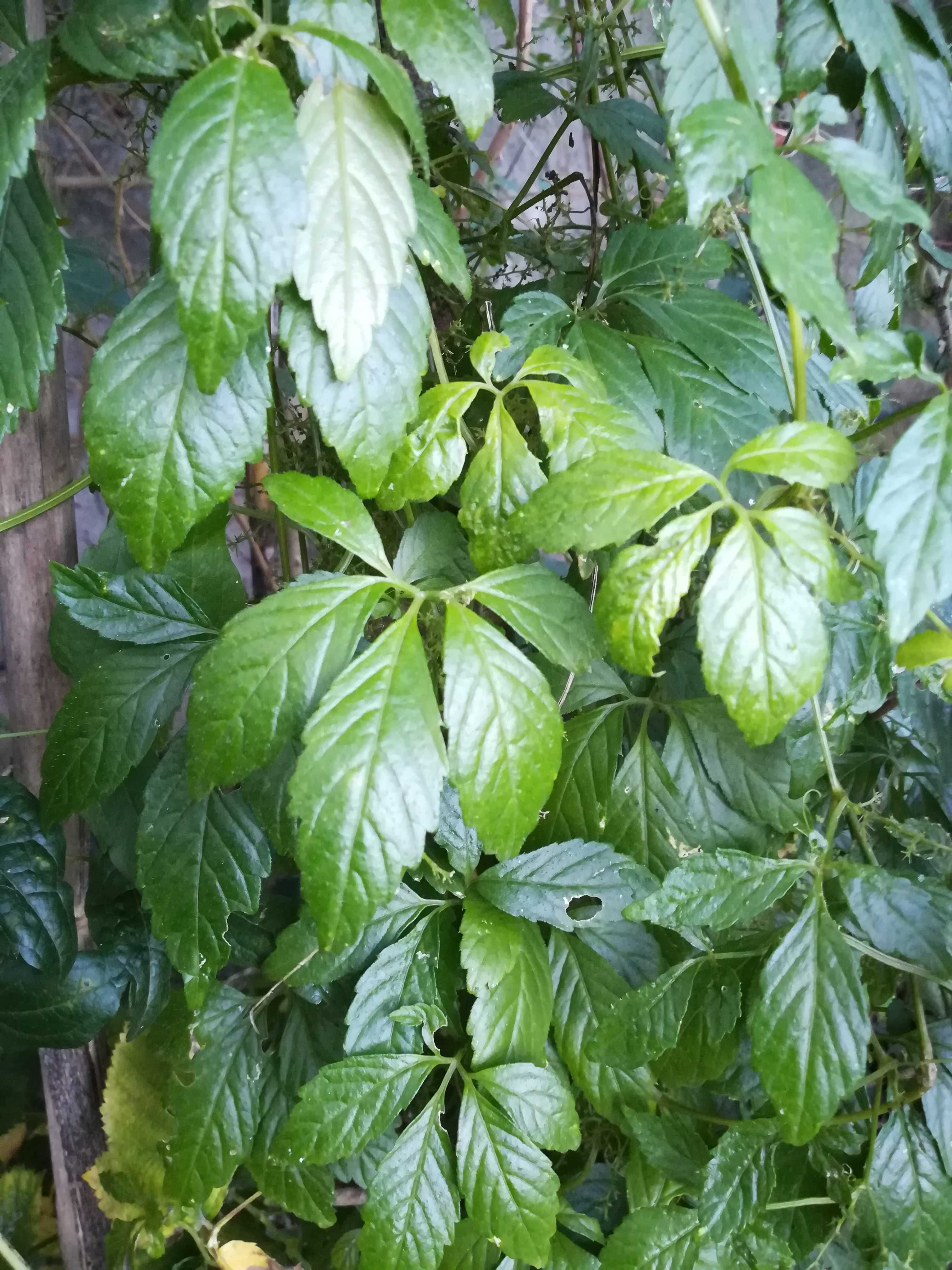 Jiaogulan, Erva da Imortalidade - Gynostemma pentaphyllum