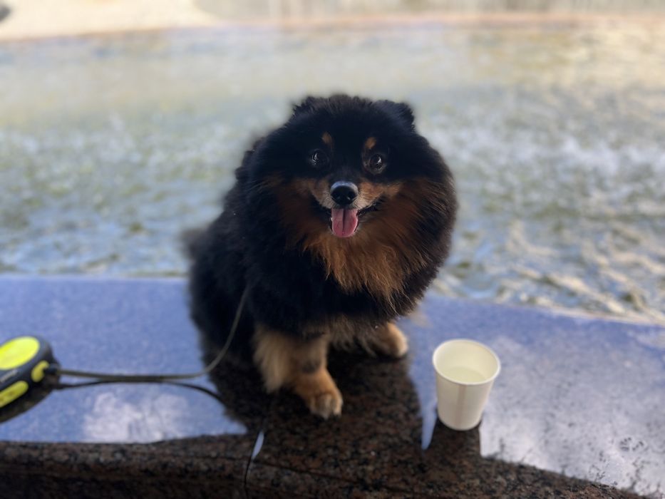 Німецький шпіц (чорно-підпалий), вязка