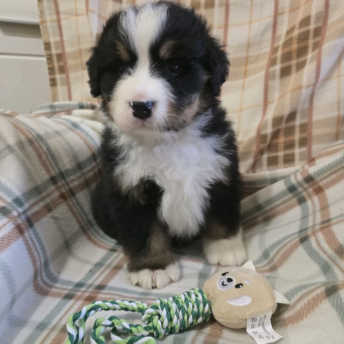 Berneński Pies Pasterski samiec beżowy