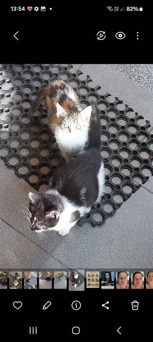 Oddam małe 3 koty i 3 kotki