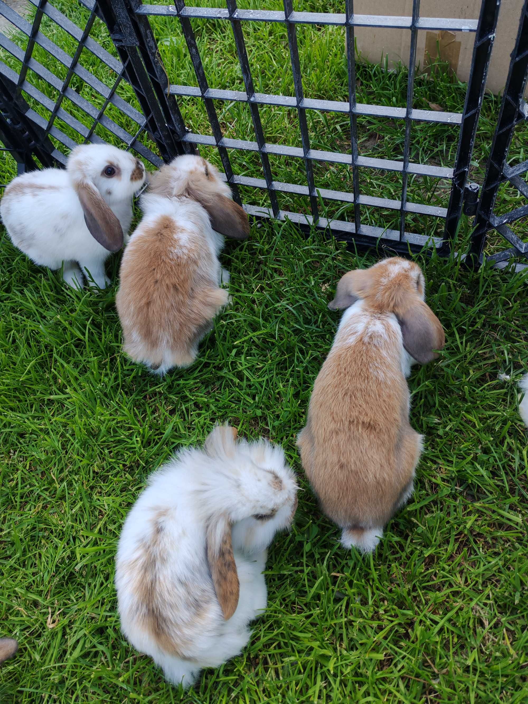 Królik miniaturka mini lop