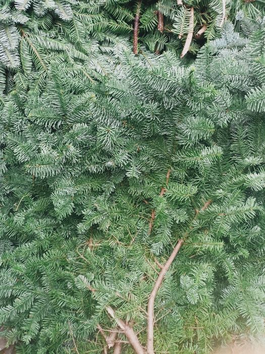 Jodła Nobilis gałęzie