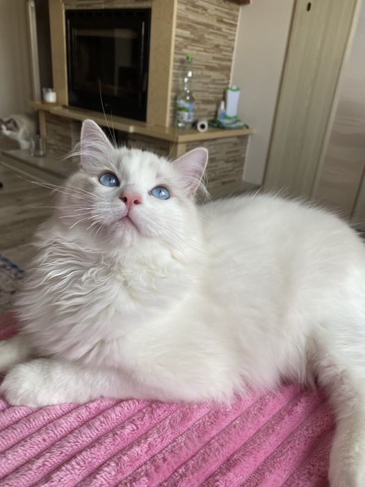 Ragdoll sliczny kocurek