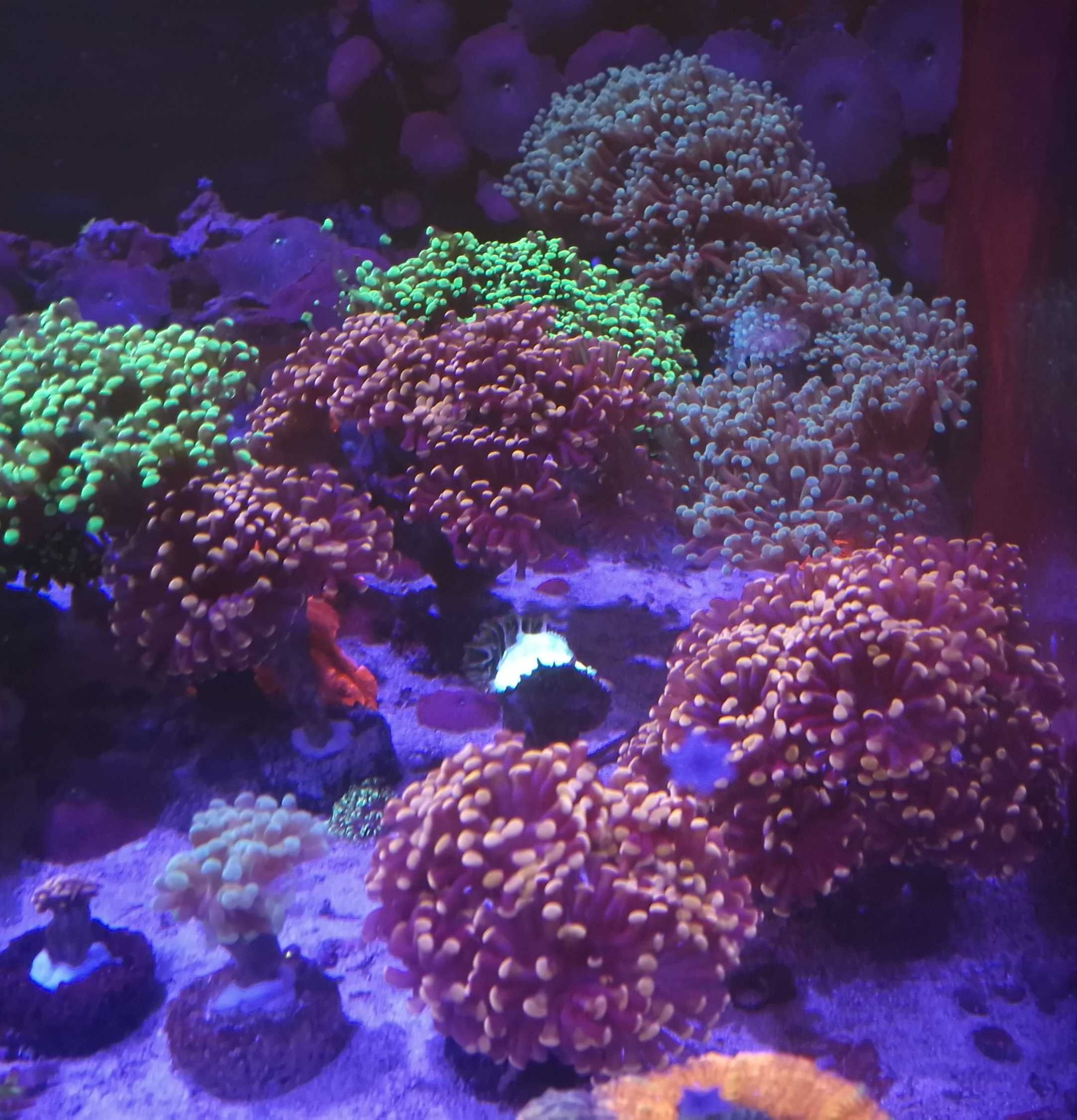 Euphyllia paraancora duże - 10+ główek akwarium morskie likwidacja