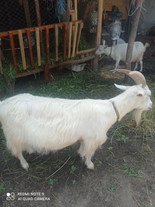 Продам молодих кіз