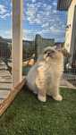 Kotek Ragdoll gotowy do odbioru