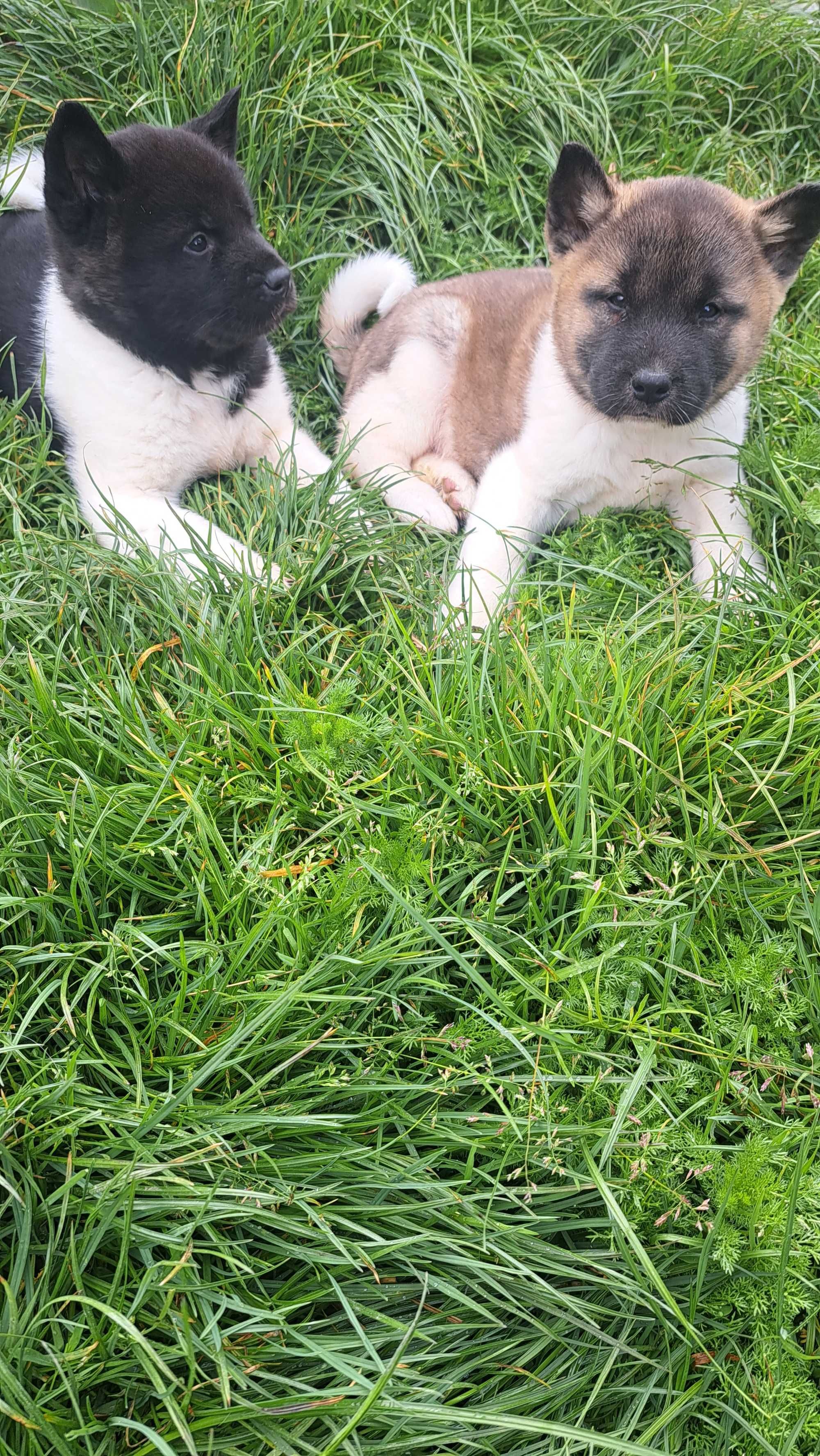 Akita amerykańska piekna suczka