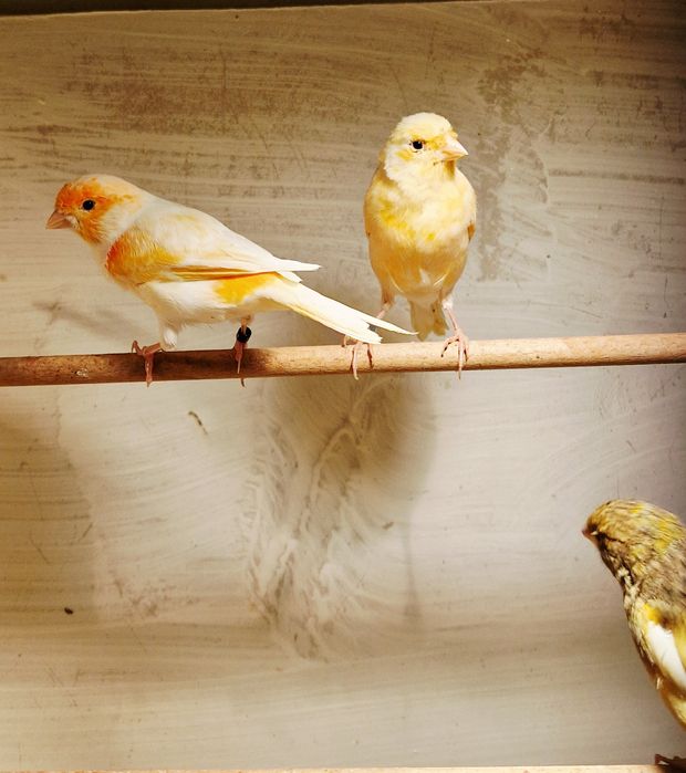 Kanarki Samce z 2025