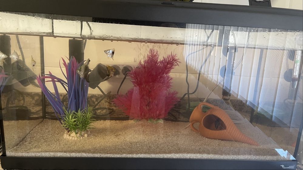 Aquario 60 L com muito pouca utilização